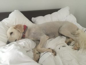 תמונתה של הכלבה ניקי