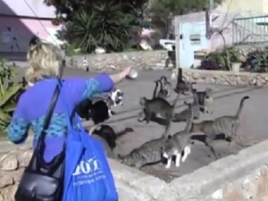 אישה מאכילה קבוצת חתולי רחוב בגינה